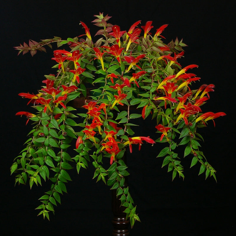 Columnea Batom