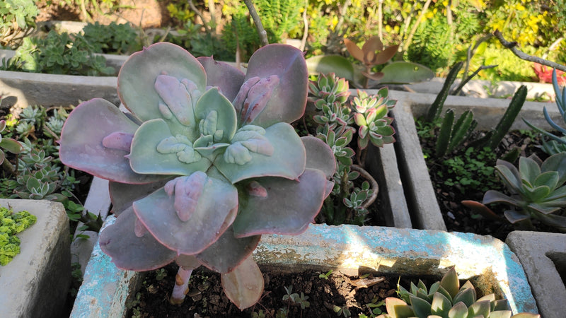 Echeveria gibbiflora  carunculata