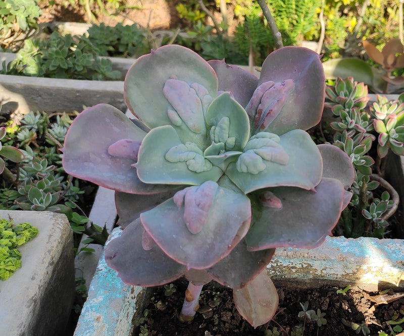 Echeveria gibbiflora  carunculata