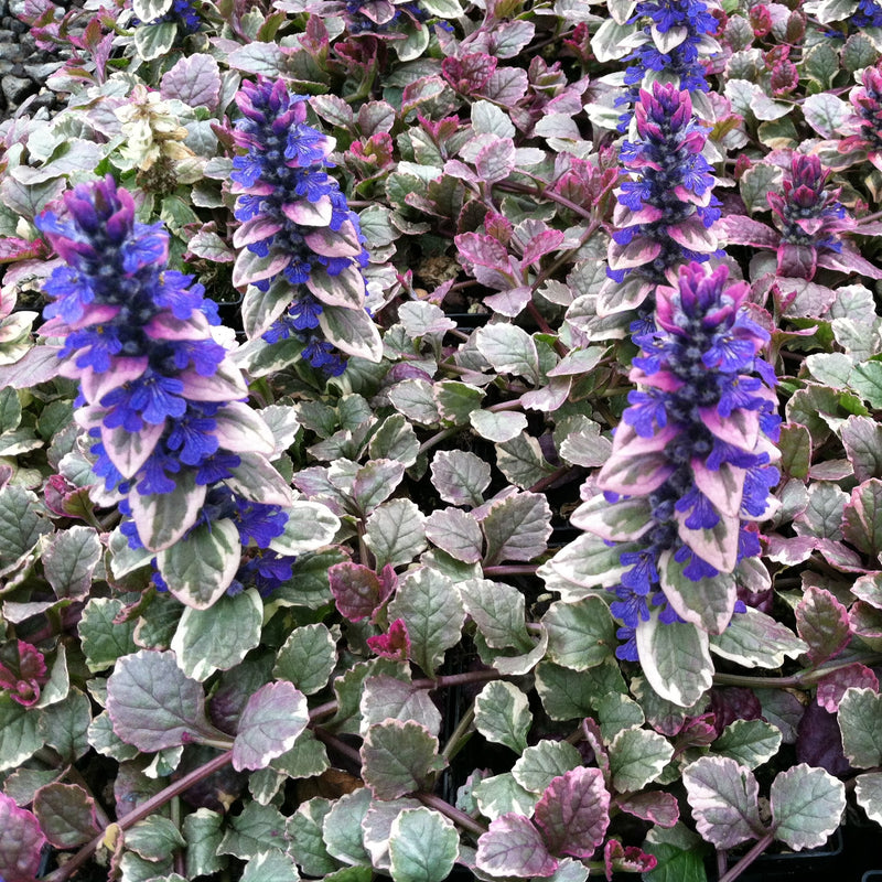 Ajuga rosa