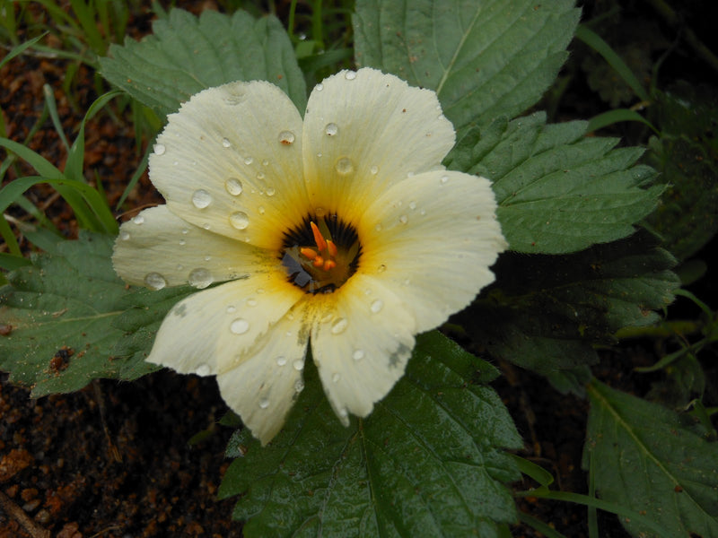 Flor do Guarujá