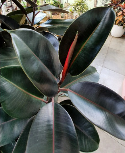 Ficus elastica