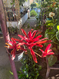 Bromélia Fire Ball