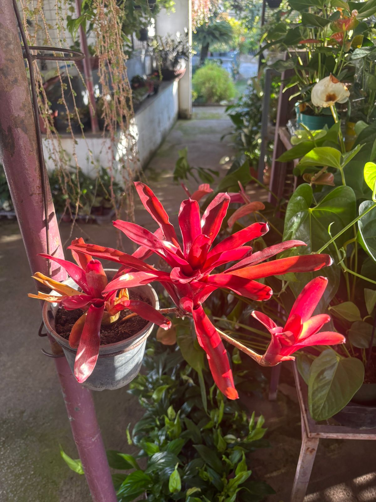 Bromélia Fire Ball