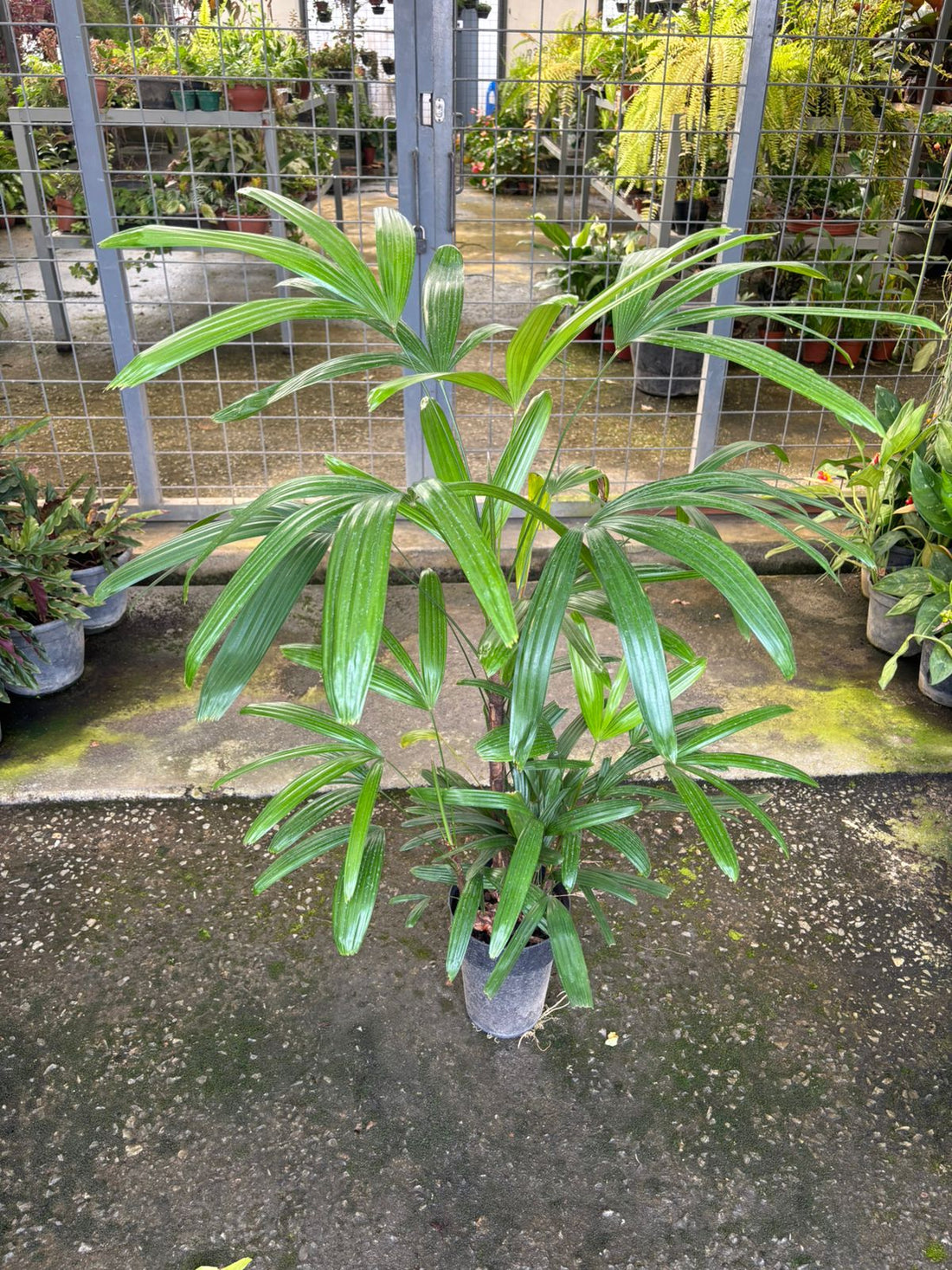 Palmeira Raphis