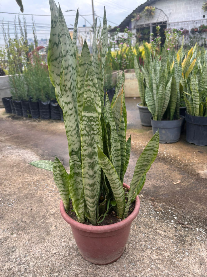 Plantas Ornamentais
