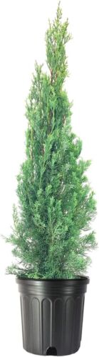 Cupressus sempervirens