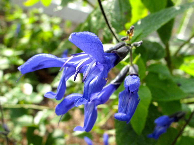 Salvia colorida