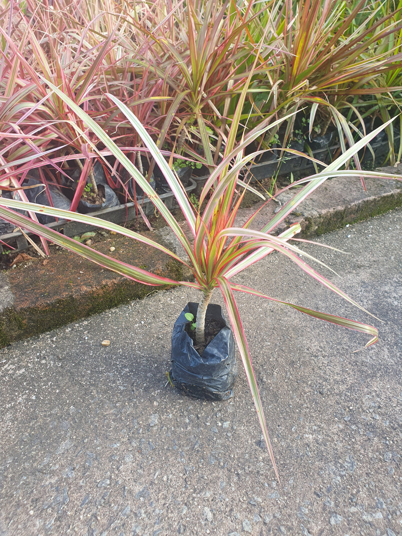 Dracena Tricolor - Muda P