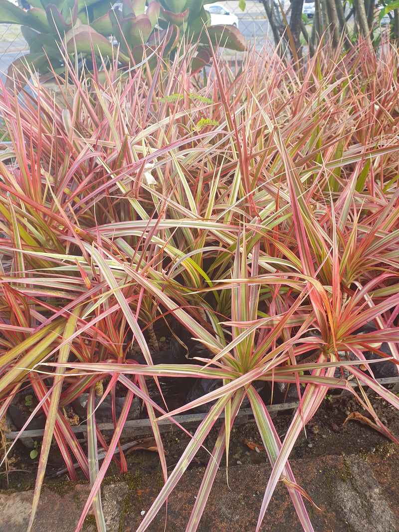 Dracena Tricolor - Muda P