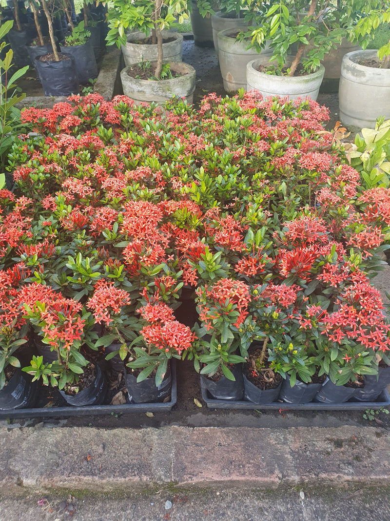 Mini Ixora