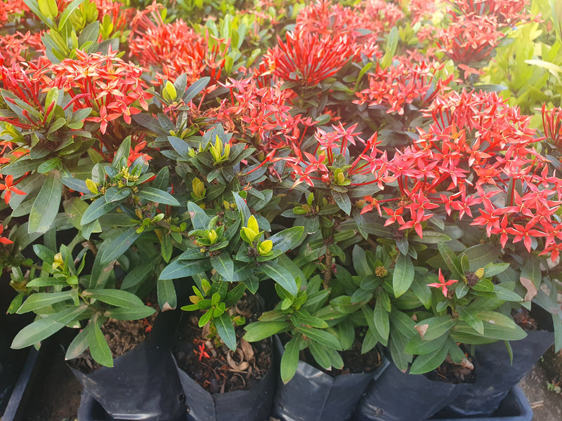 Mini Ixora