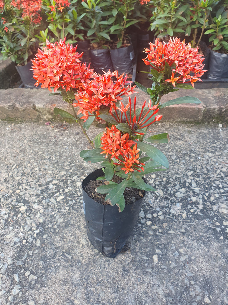 Mini Ixora