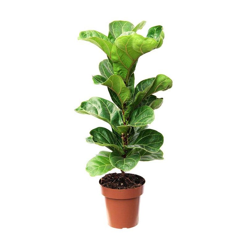 Ficus Lyrata ( 50 cm)